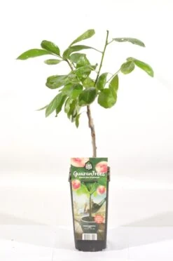 Pruimenboom (Prunus Domestica 'Opal') -Garden Plants Series Store prunus dom. opal rp2l pruim vroeg zoet paars 2