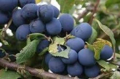 Pruimenboom (Prunus Domestica 'Hauszwetsche')