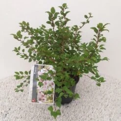 Sierkers (Prunus Incisa 'Kojou-no-mai') -Garden Plants Series Store prunus incisa kojou no mai 1