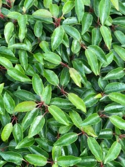 Portugese Laurier Als Grote Bolvorm (Prunus Lusitanica 'Angustifolia') -Garden Plants Series Store prunus l. angustifolia blad