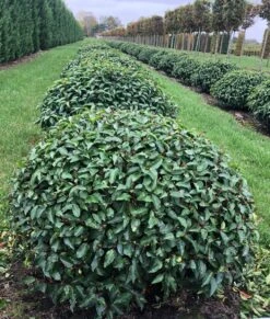 Portugese Laurier Als Grote Bolvorm (Prunus Lusitanica 'Angustifolia') -Garden Plants Series Store prunus l. angustifolia bol 2