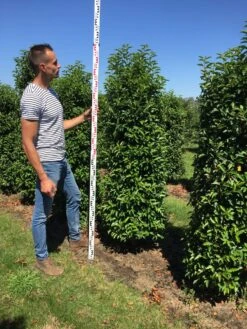 Grote Portugese Laurier (Prunus Lusitanica 'Angustifolia') -Garden Plants Series Store prunus l ang 175200