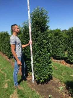 Grote Portugese Laurier (Prunus Lusitanica 'Angustifolia') -Garden Plants Series Store prunus l ang 200250