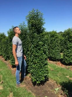 Grote Portugese Laurier (Prunus Lusitanica 'Angustifolia') -Garden Plants Series Store prunus l ang 200250 2