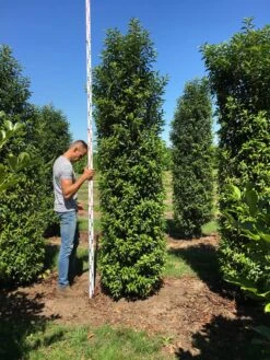 Grote Portugese Laurier (Prunus Lusitanica 'Angustifolia') -Garden Plants Series Store prunus l ang 300350