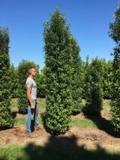 Grote Portugese Laurier (Prunus Lusitanica 'Angustifolia') -Garden Plants Series Store prunus l ang 350400