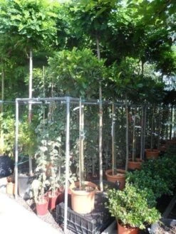 Laurier Als Boom (Prunus Laurocerasus 'Etna') -Garden Plants Series Store prunus laurocerasus etna 120stam c20