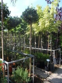 Laurierkers Op Stam (Prunus Laurocerasus 'Otto Luyken') -Garden Plants Series Store prunus laurocerasus otto luyken 8 10 12ho cont