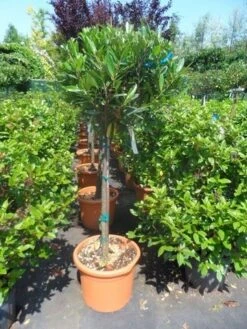 Laurierkers Op Stam (Prunus Laurocerasus 'Otto Luyken') -Garden Plants Series Store prunus laurocerasus otto luyken 80stam c25