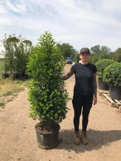 Grote Portugese Laurier (Prunus Lusitanica 'Angustifolia') -Garden Plants Series Store prunus lus. angustifolia h140160