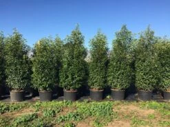 Grote Portugese Laurier (Prunus Lusitanica 'Angustifolia') -Garden Plants Series Store prunus lus. angustifolia h160180cm