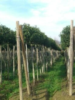 Portugese Laurier Als Boom (Prunus Lusitanica 'Angustifolia') -Garden Plants Series Store prunus lusitanica 1