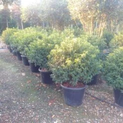 Portugese Laurier Als Bol (Prunus Lusitanica 'Angustifolia') -Garden Plants Series Store prunus lusitanica 1