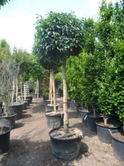 Portugese Laurier Als Boom (Prunus Lusitanica) 9 Portugese Laurier Als Boom (Prunus Lusitanica) -Garden Plants Series Store prunus lusitanica 20 25ho c160