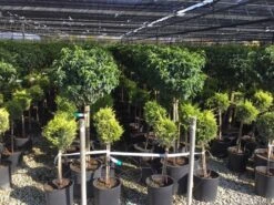 Portugese Laurier Op Stam (Prunus Lusitanica 'Angustifolia') -Garden Plants Series Store prunus lusitanica 80cm stam