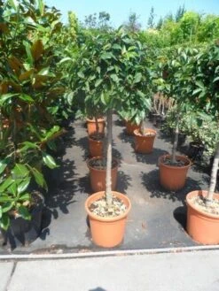 Portugese Laurier Als Boom (Prunus Lusitanica) 8 Portugese Laurier Als Boom (Prunus Lusitanica) -Garden Plants Series Store prunus lusitanica 80stam c25 2