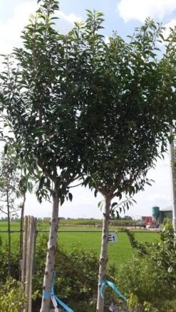 Portugese Laurier Als Boom (Prunus Lusitanica 'Angustifolia') -Garden Plants Series Store prunus lusitanica als boom01 1