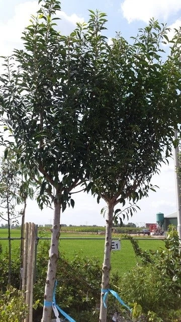 Portugese Laurier Als Boom (Prunus Lusitanica) 7 Portugese Laurier Als Boom (Prunus Lusitanica) - Image 5