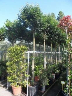 Portugese Laurier Als Boom (Prunus Lusitanica 'Angustifolia') -Garden Plants Series Store prunus lusitanica angustifolia 1