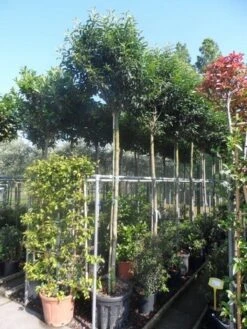 Portugese Laurier Als Boom (Prunus Lusitanica 'Angustifolia') -Garden Plants Series Store prunus lusitanica angustifolia 12 14ho 1