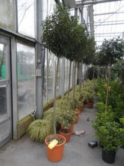 Portugese Laurier Als Boom (Prunus Lusitanica 'Angustifolia') -Garden Plants Series Store prunus lusitanica angustifolia 150stam c25 1