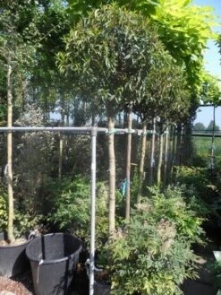 Portugese Laurier Als Boom (Prunus Lusitanica 'Angustifolia') -Garden Plants Series Store prunus lusitanica angustifolia 150stam c35 1