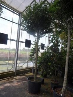 Portugese Laurier Als Boom (Prunus Lusitanica 'Angustifolia') -Garden Plants Series Store prunus lusitanica angustifolia 16 18ho c90 1