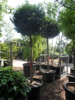 Portugese Laurier Als Boom (Prunus Lusitanica 'Angustifolia') -Garden Plants Series Store prunus lusitanica angustifolia 18 20 ho c130 1