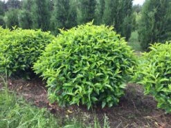 Portugese Laurier Als Grote Bolvorm (Prunus Lusitanica 'Angustifolia') -Garden Plants Series Store prunus lusitanica angustifolia 90 cm breed bol drkl