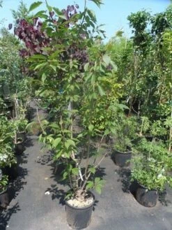 Sierkers, Struikvorm (Prunus Serrulata 'Kanzan') -Garden Plants Series Store prunus serrulata kanzan 150 175 200 c25