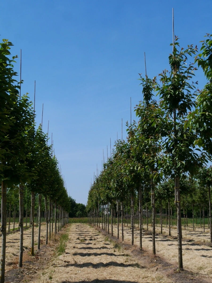 Grote Sierkers (Prunus Serrulata 'Kanzan') 4 Grote Sierkers (Prunus Serrulata 'Kanzan') - Image 2