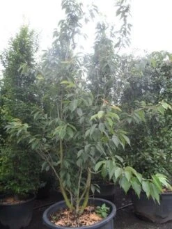 Sierkers, Struikvorm (Prunus Serrulata 'Kanzan') -Garden Plants Series Store prunus serrulata kanzan 250 300 c250