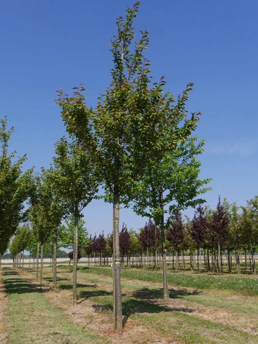 Grote Sierkers (Prunus Serrulata 'Kanzan') 7 Grote Sierkers (Prunus Serrulata 'Kanzan') - Image 5