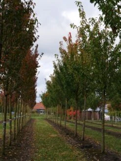 Grote Sierkers (Prunus Serrulata 'Kanzan') 13 Grote Sierkers (Prunus Serrulata 'Kanzan') -Garden Plants Series Store prunus serrulata kanzan 35 40