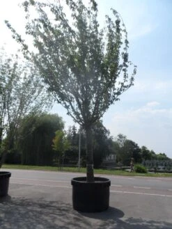 Japanse Sierkers (Prunus Serrulata 'Kanzan') -Garden Plants Series Store prunus serrulata kanzan 90 100ho c1500 1