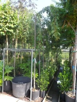 Japanse Treursierkers (Prunus Serrulata 'Kiku-shidare') -Garden Plants Series Store prunus serrulata kiku shidare zakura 10 12ho cont