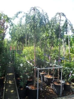 Japanse Treursierkers (Prunus 'Snow Fountain') -Garden Plants Series Store prunus snow fountains 12 14 ho cont 1