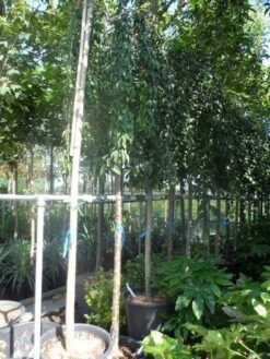 Japanse Treursierkers (Prunus 'Snow Fountain') -Garden Plants Series Store prunus snow fountains 14 16 18ho cont. 250stam 2