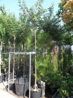 Japanse Sierkers (Prunus Subhirtella 'Autumnalis') -Garden Plants Series Store prunus subhirtella autumnalis 10 12ho cont 1