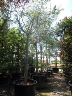 Japanse Sierkers (Prunus Subhirtella 'Autumnalis') 11 Japanse Sierkers (Prunus Subhirtella 'Autumnalis') -Garden Plants Series Store prunus subhirtella autumnalis 30 35 40ho c350