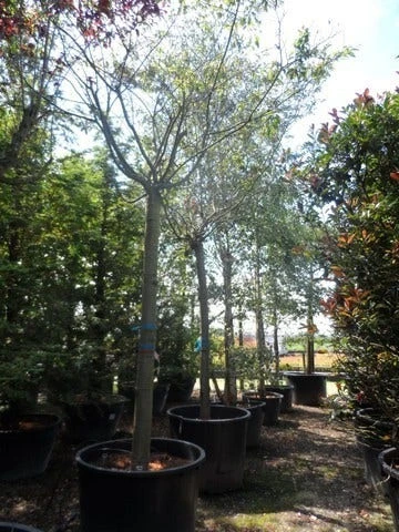 Japanse Sierkers (Prunus Subhirtella 'Autumnalis') 7 Japanse Sierkers (Prunus Subhirtella 'Autumnalis') - Image 5