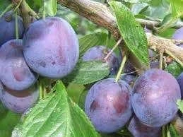 Pruimenboom (Prunus Domestica 'The Czar') 3 Pruimenboom (Prunus Domestica 'The Czar')