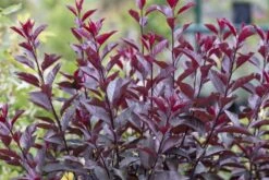 Rode Kerspruim Als Boom (Prunus Cistena) -Garden Plants Series Store prunus x cistena