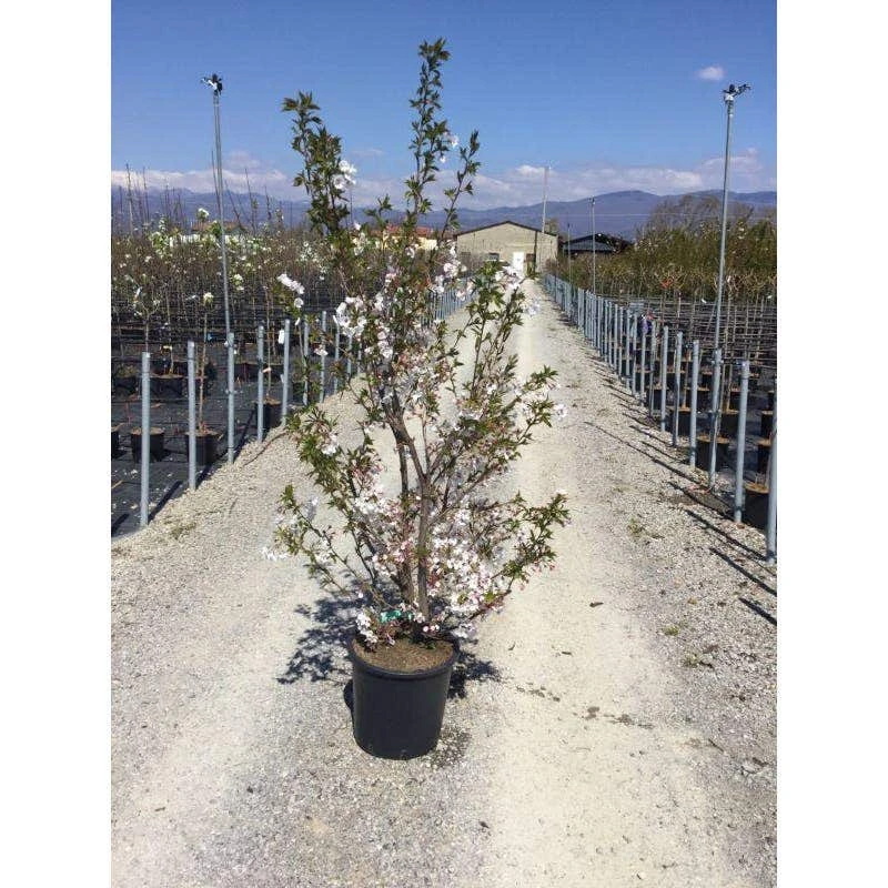 Japanse Sierkers Als Struik (Prunus Yedoensis) 4 Japanse Sierkers Als Struik (Prunus Yedoensis) - Image 2