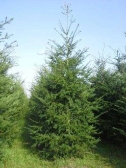 Douglasspar (Pseudotsuga Menziessii) -Garden Plants Series Store pseudotsuga menziesii 400 450 4