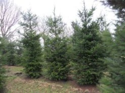 Douglasspar (Pseudotsuga Menziessii) -Garden Plants Series Store pseudotsuga menziesii 500