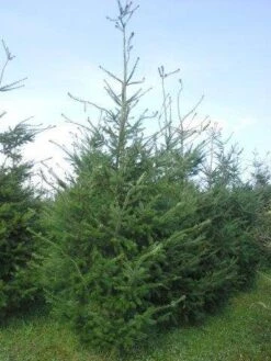 Douglasspar (Pseudotsuga Menziessii) -Garden Plants Series Store pseudotsuga menzisii 400 450