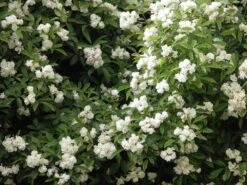 Klimroos (Rosa Banksiae 'Purezza')