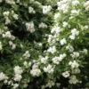 Klimroos (Rosa Banksiae 'Purezza') -Garden Plants Series Store purezza lr