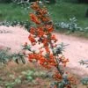 Vuurdoorn (Pyracantha 'Orange Glow') -Garden Plants Series Store pyocharm 3 1
